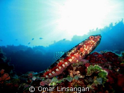 lizard fish by Omar Linsangan 